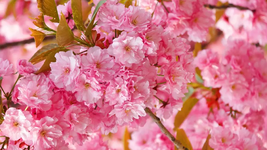 Spring blossom photo for girly pink profile