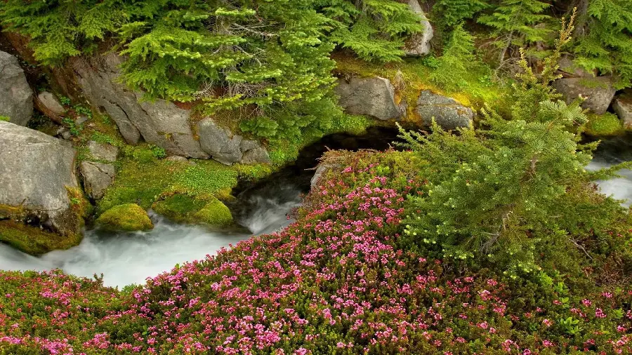 Beautiful HD Art Photo of Pink Flowers on Clear River