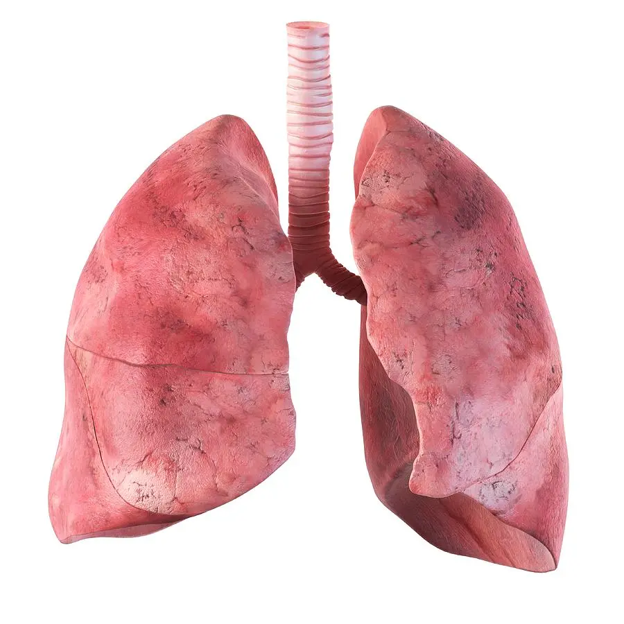 Human Lung PNG Image with White Background