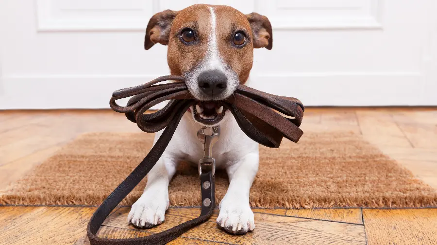 Playing Pet Dog Stock Photo
