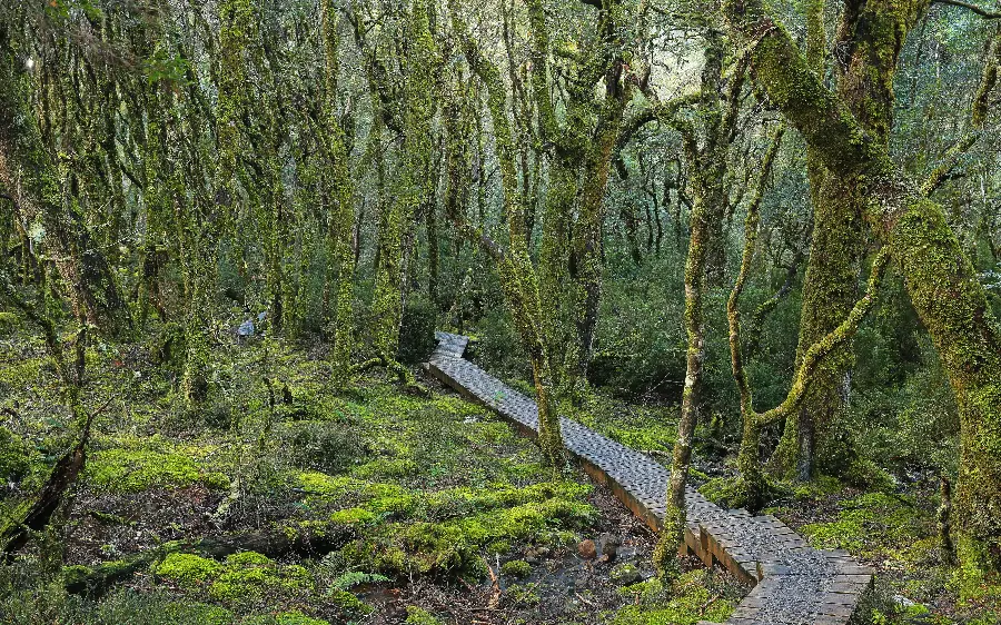 A very beautiful image of a green forest in Full HD quality
