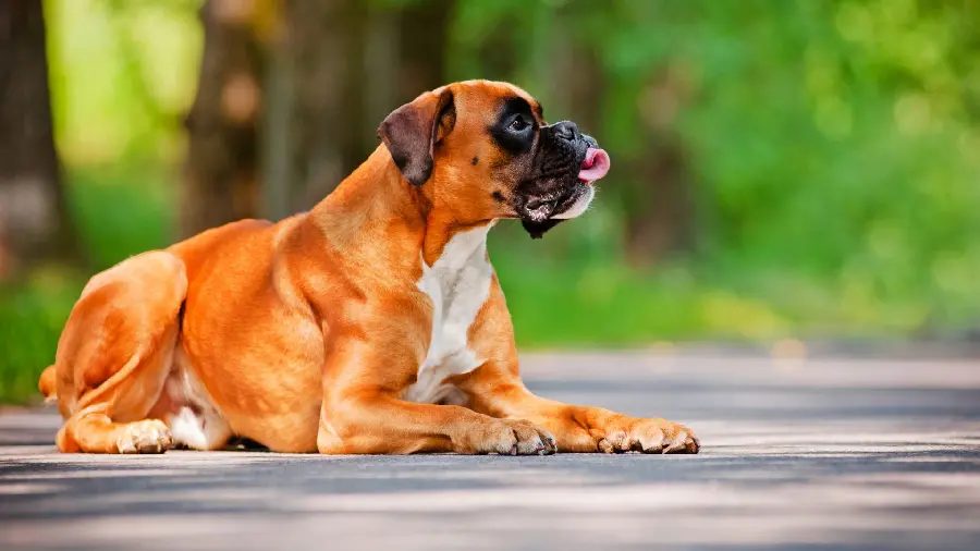 The most beautiful profile photo Big dog for Instagram