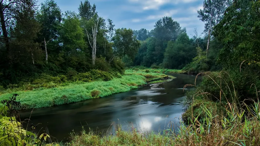 Amazing background of forest suitable for computer wallpaper