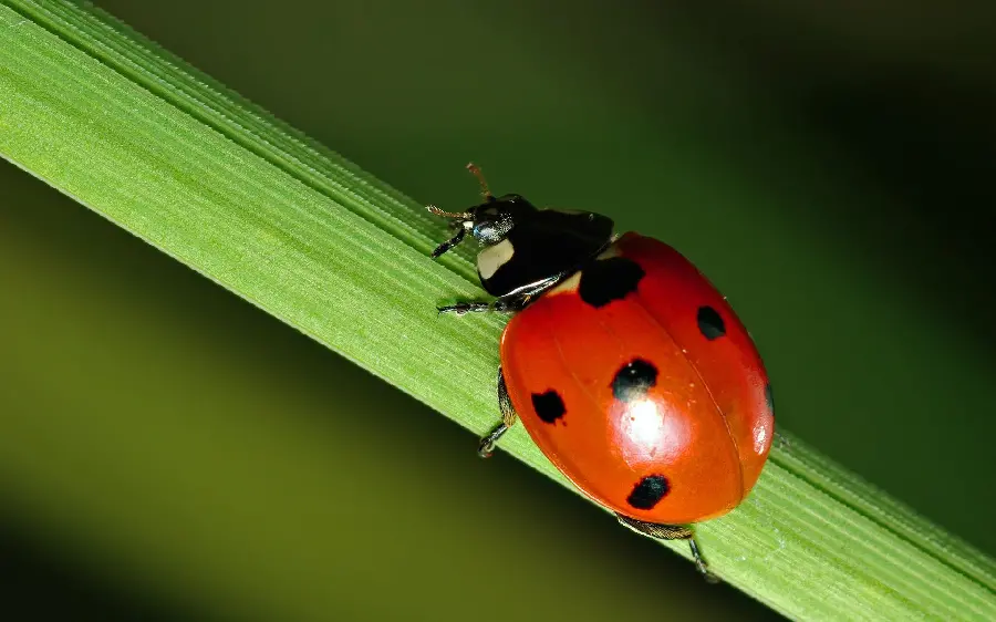 Tired Ladybug Wallpaper