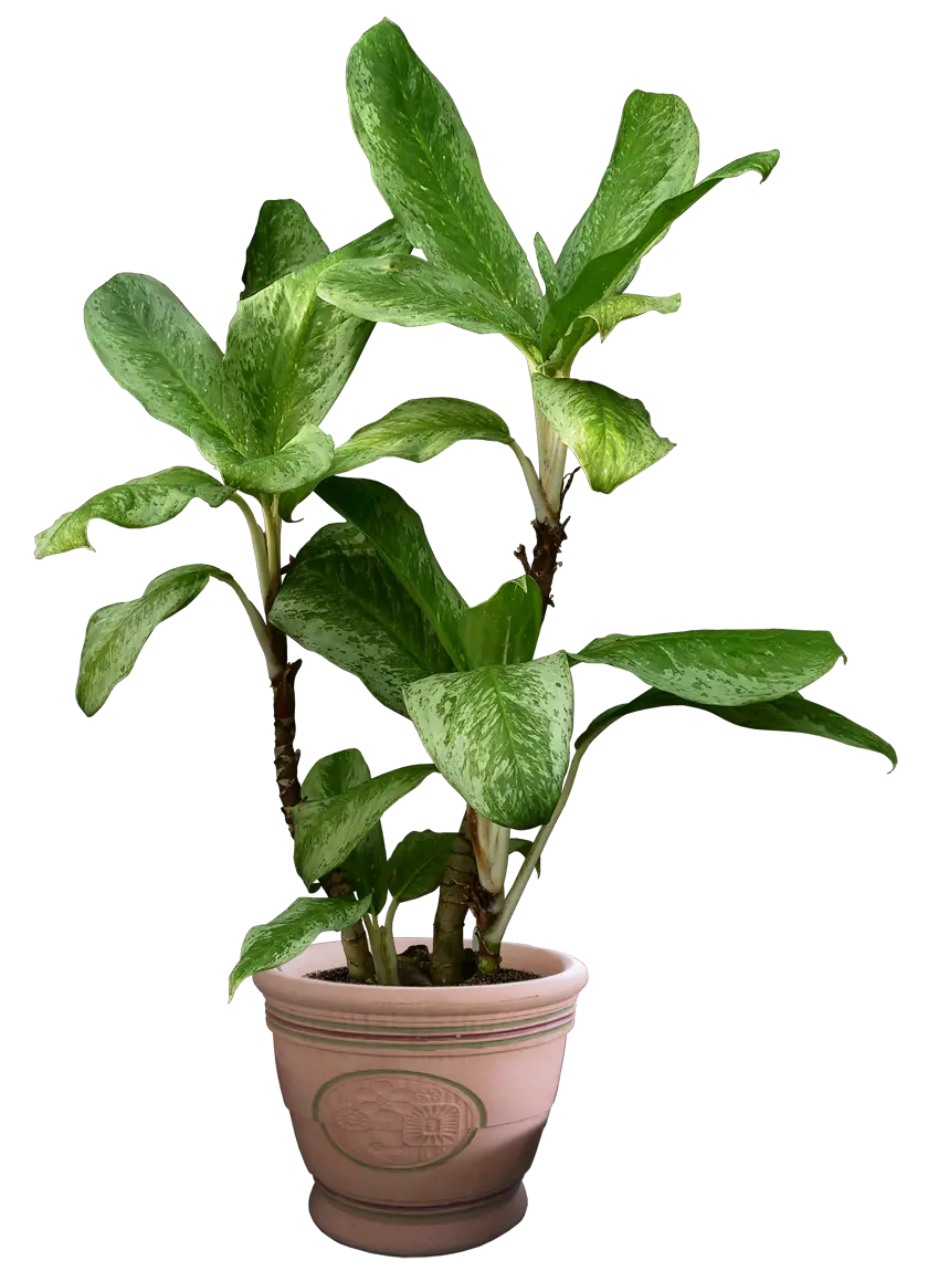 Houseplants Suitable for Living Room Photos PNG