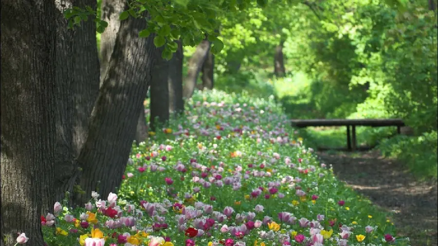 Colorful Park Flower Garden Wallpaper in the Refreshing Spring Season