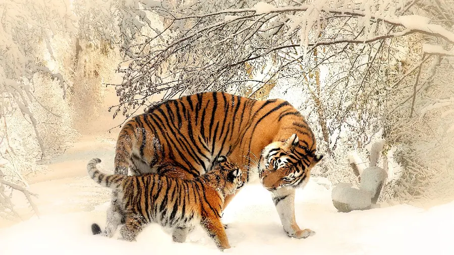 Tiger and Bengal Tiger Cub Photo