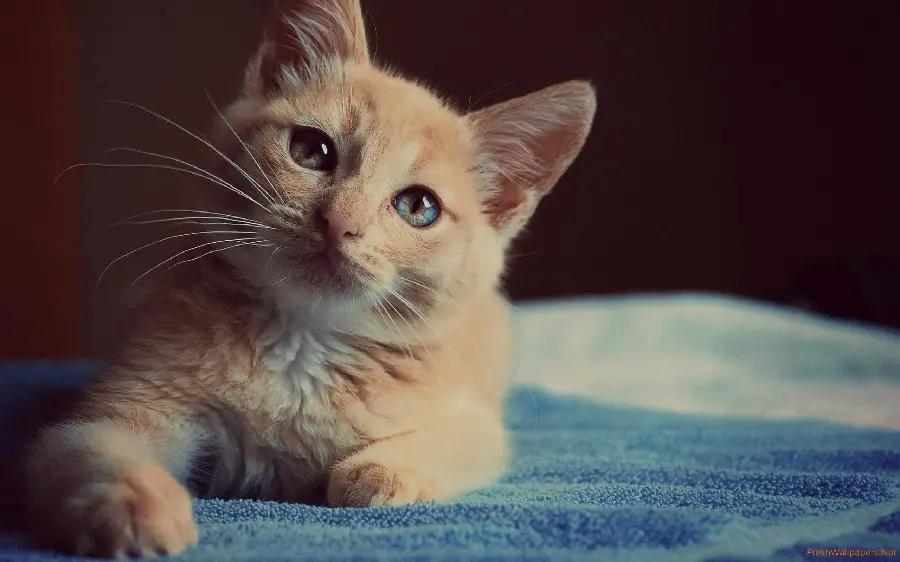 A kind and oppressed orange cat picture for a profile