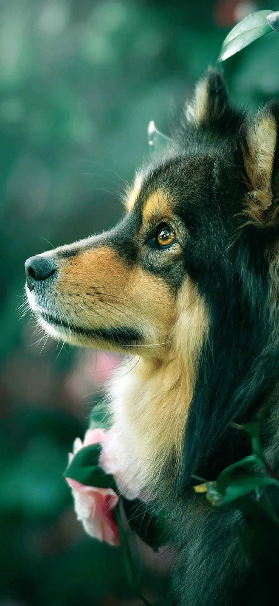 Awesome Half Face of a Powerful Dog as a Mobile Wallpaper