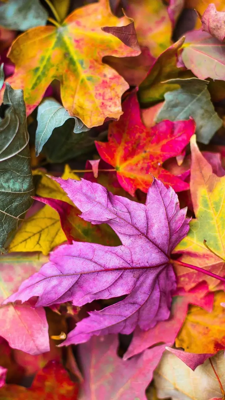 The most beautiful and dreamy autumn background for mobile