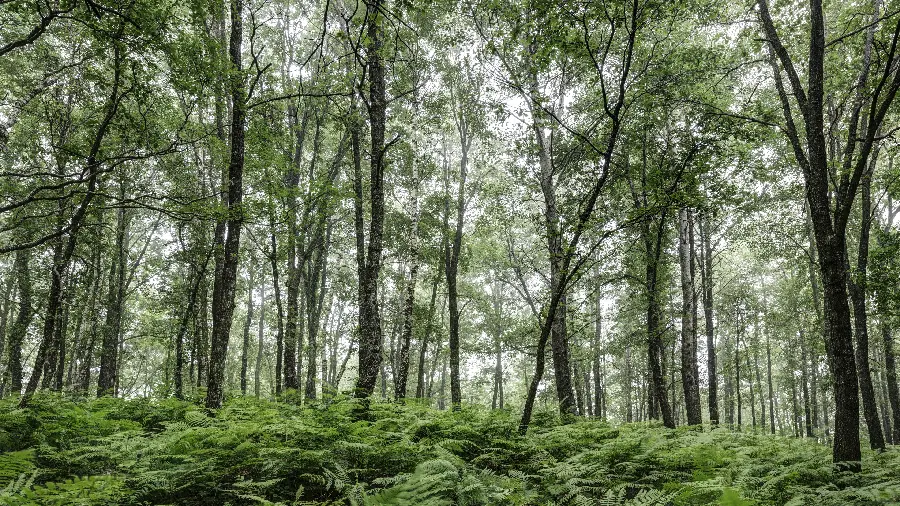 Real photo of a beautiful green forest suitable for Instagram posts and stories