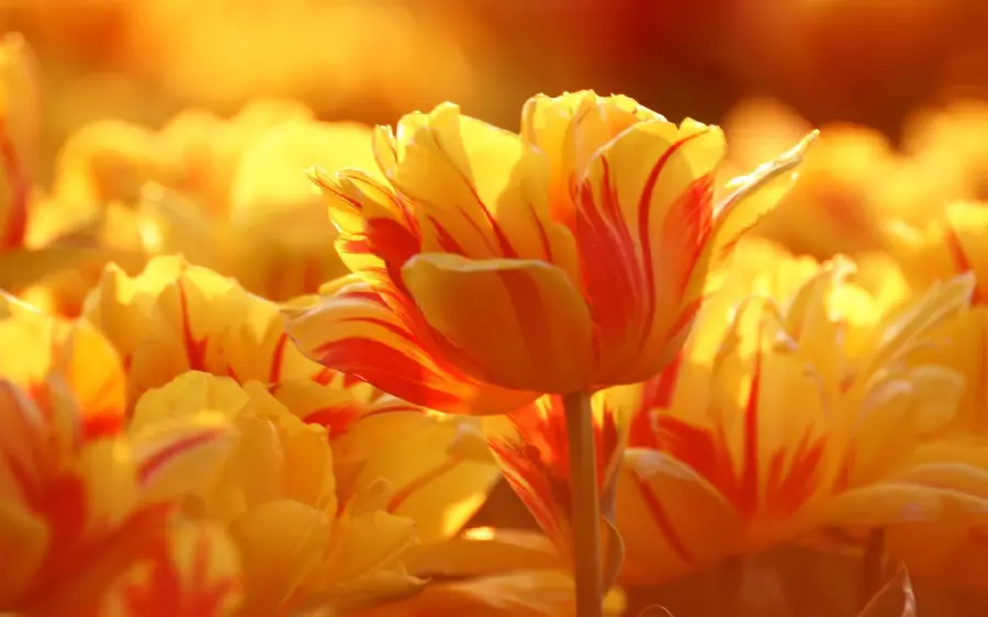 The Most Beautiful Laptop Background of Orange Flower Field