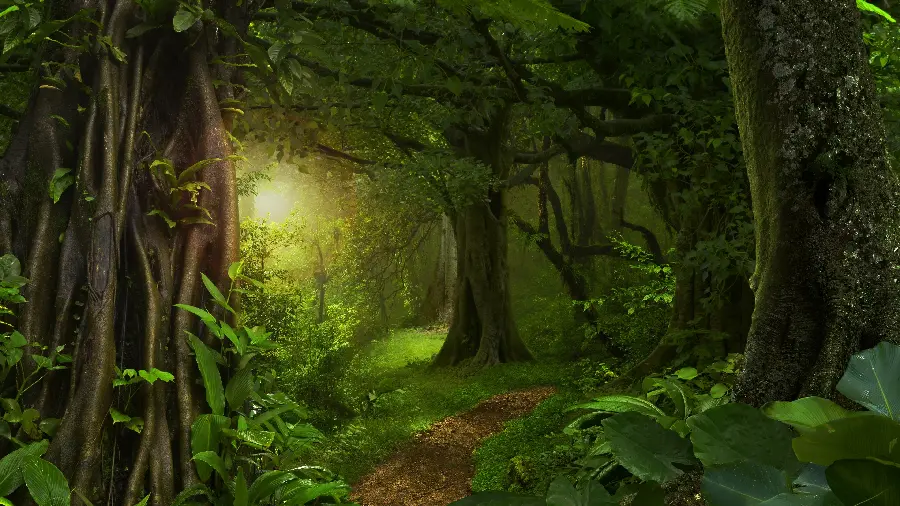 Magical Forest Wallpaper Ultra HD 3840 x 2160