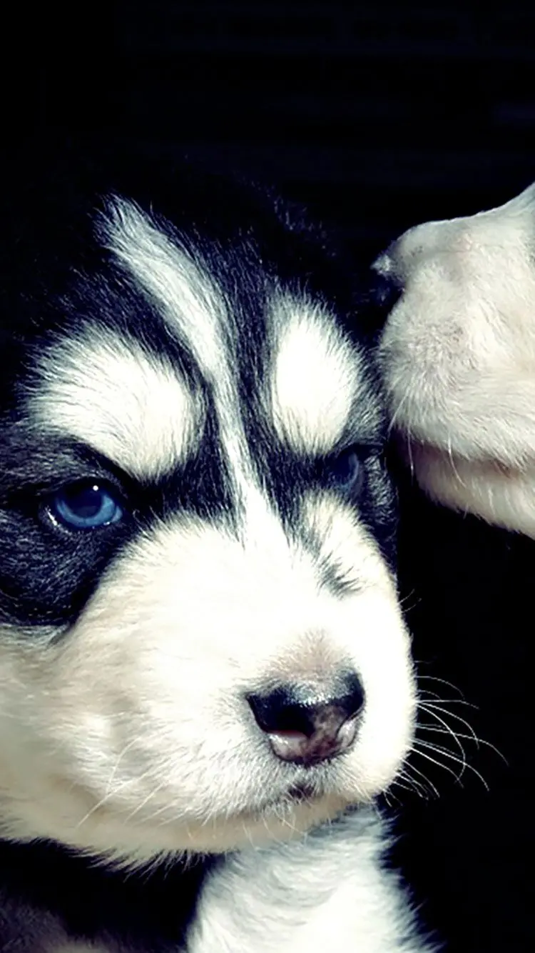 Serious Blue-Eyed Husky Random Photo for Story