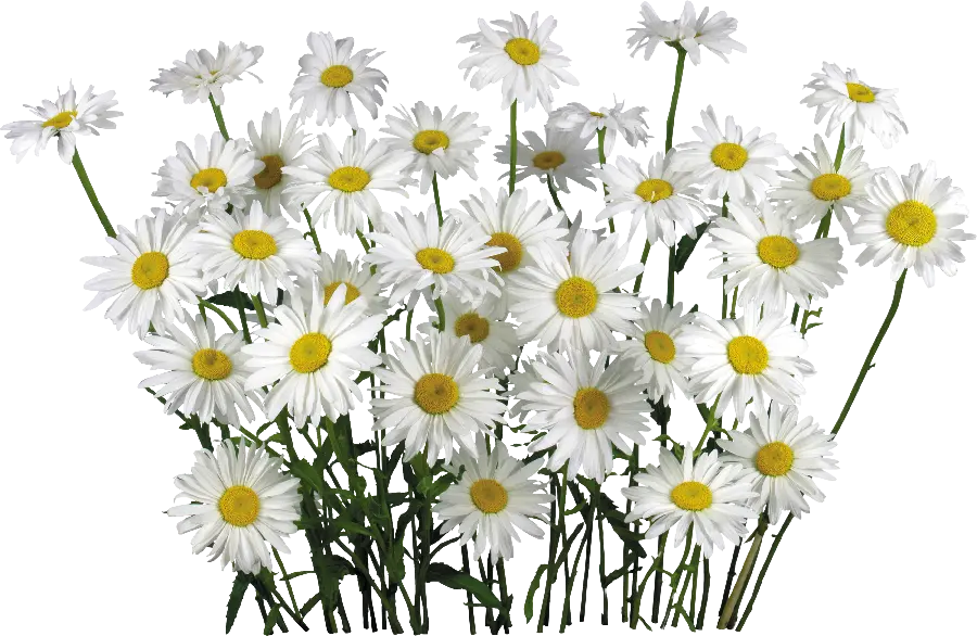 Camomiles Bouquet PNG Teleported Suitable for Photoshop