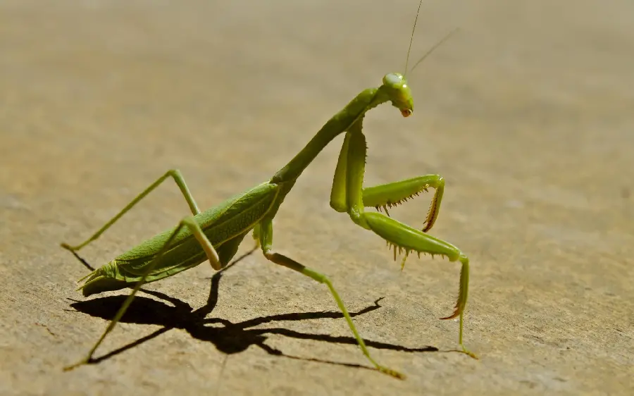 High-quality photo of a green praying mantis on Earth 