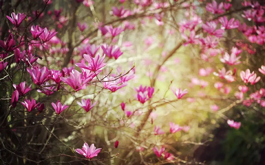 Bright Pink Blossoms Profile Spring for Telegram