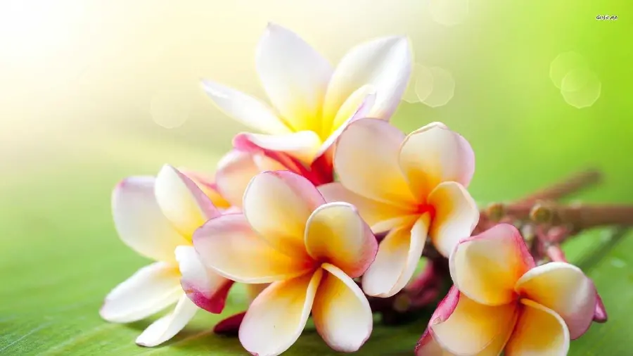 Popular plumeria flower wallpaper in HD quality for laptop