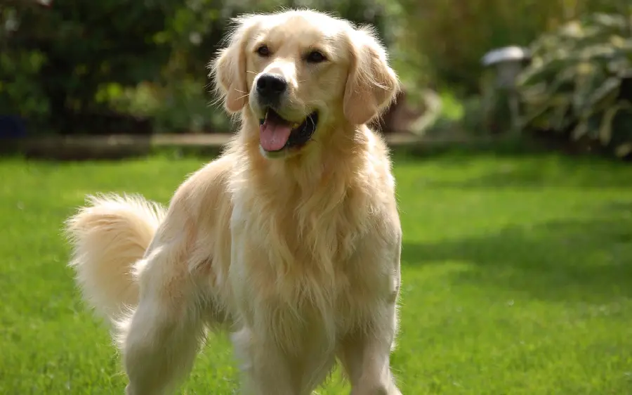 The most attractive picture of a big golden retriever dog for stories