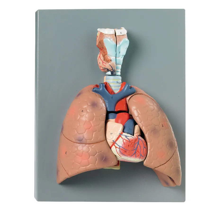 Download photo of human respiratory system and lungs