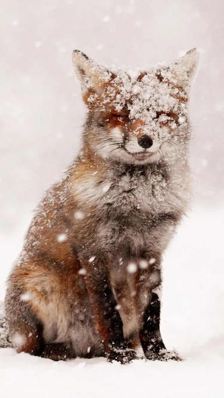 Photo of snow falling on the fox's head