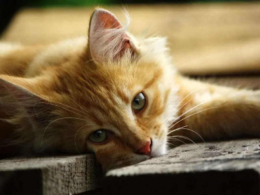 Lovely 4K Image of Cute Orange Cat