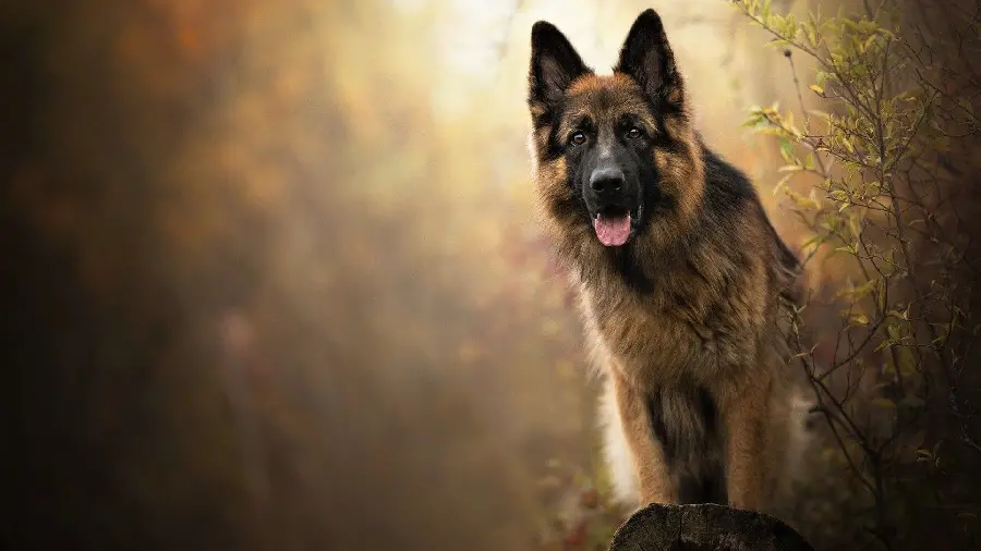 German Shepherd Sable Wallpaper 4K