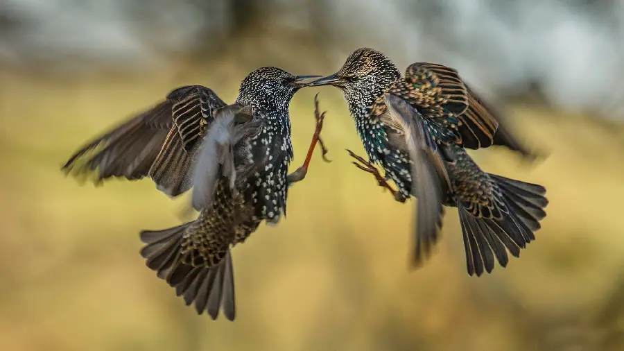Black and spotted bird stock photo in 4k quality