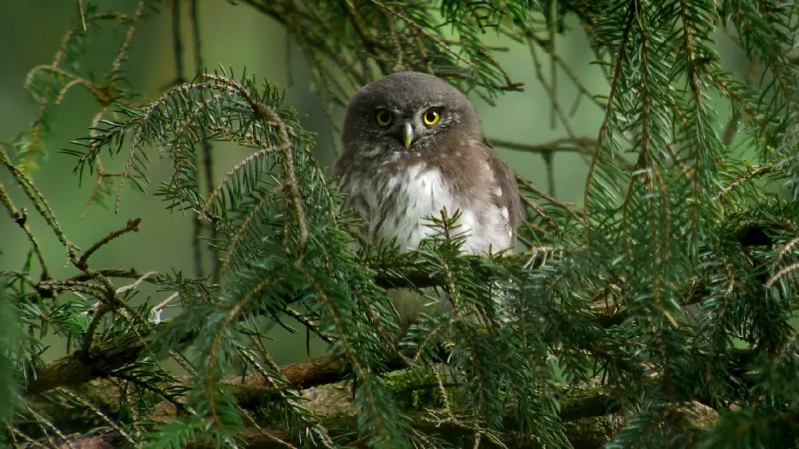 The newest and most beautiful photo of a gray owl bird