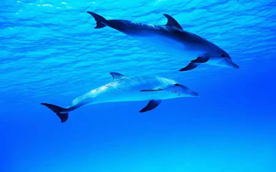 Beautiful photos of dolphins in the open waters of the sea