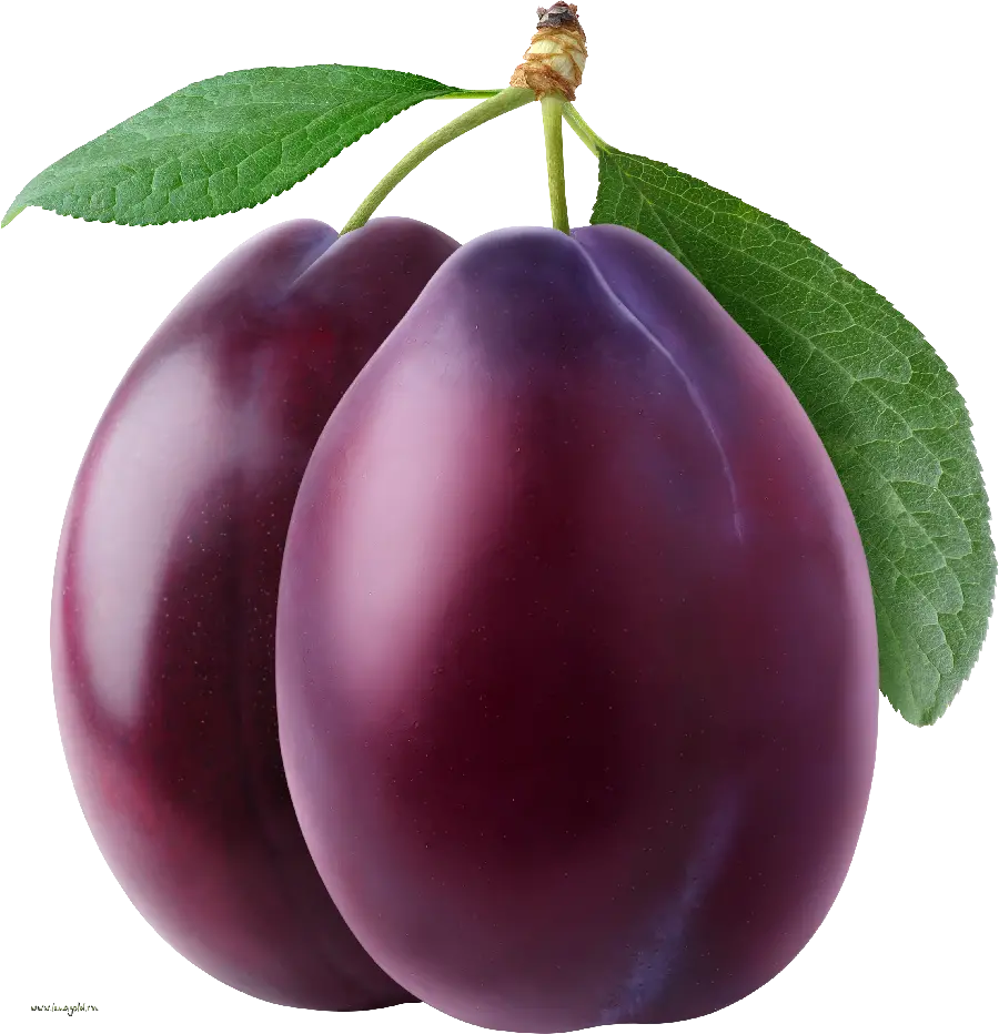 Plum in PNG format downloaded and completely free