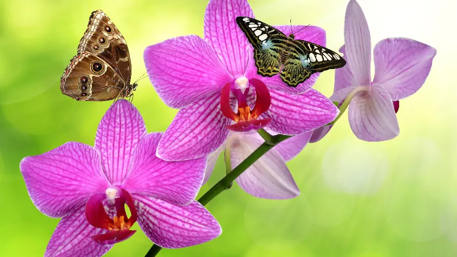Butterfly photo with purple flowers for group profile