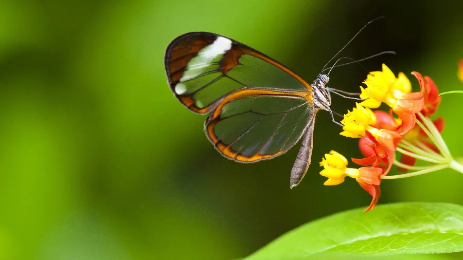 Close up butterfly picture with transparent wings on real flower