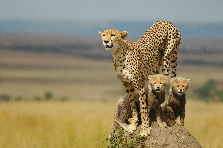 Female Cheetah with her cubs in HD quality