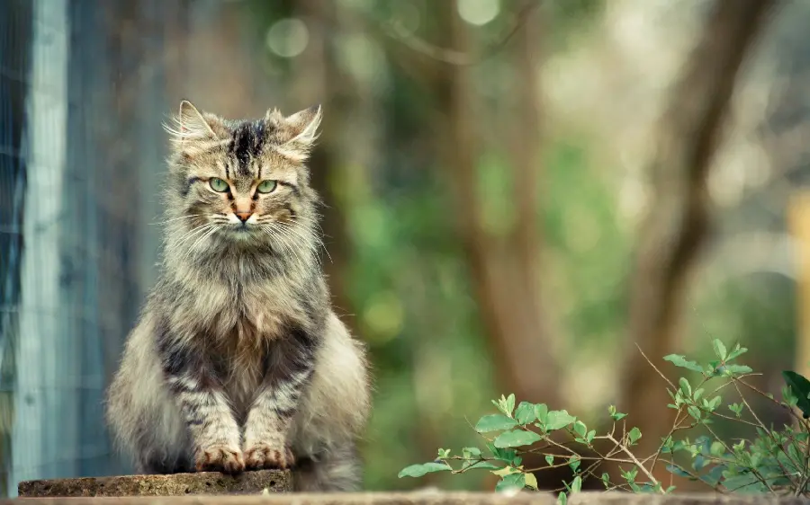 Photo of a shaggy cat with green eyes Colorful and attractive