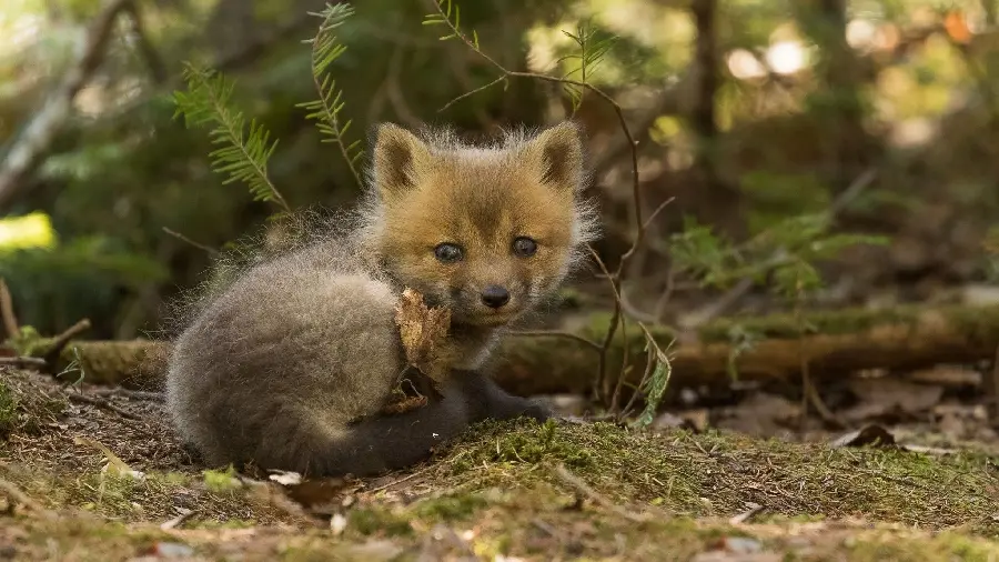 Interesting picture of The penetrating gaze of a little fox cub in nature 