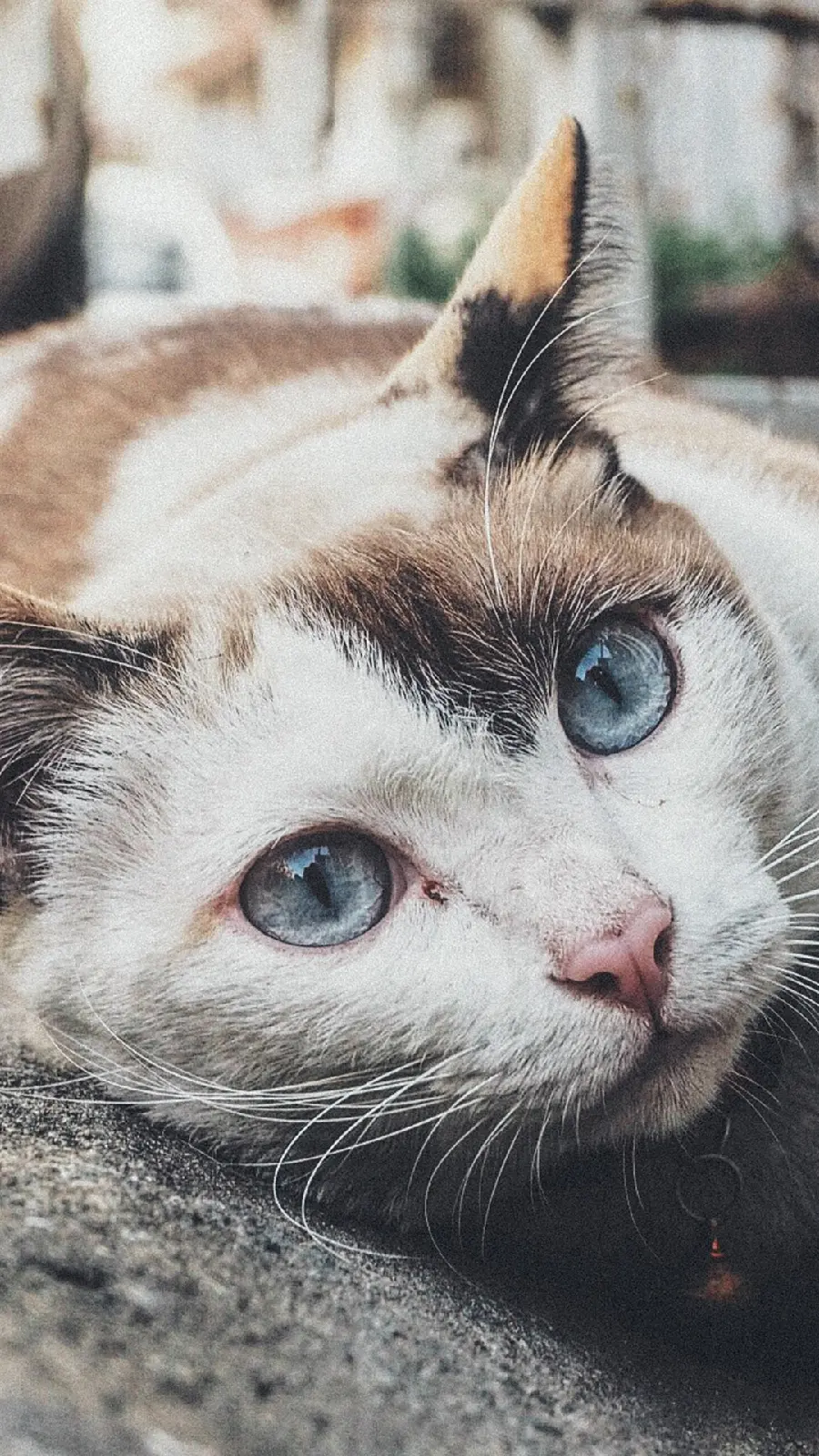 Cutest Wallpaper Cat with Colored Eyes for iPhone