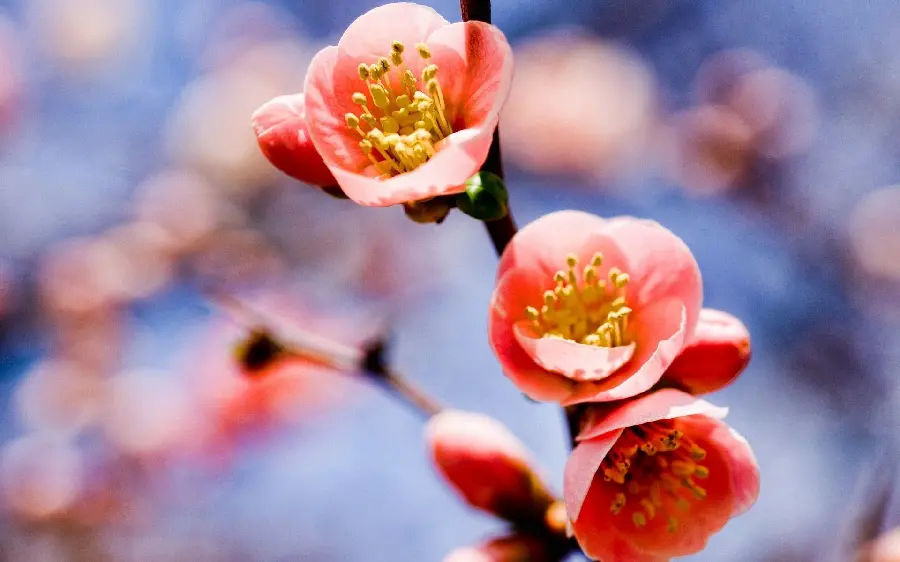 Spectacular Spring Blossom Photos