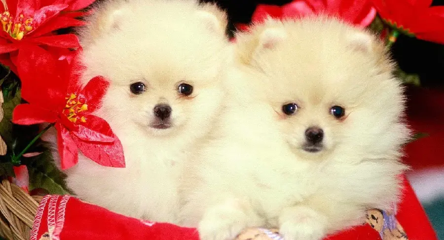 White Twin Dogs with Fluffy and Soft Body Funny 1402 
