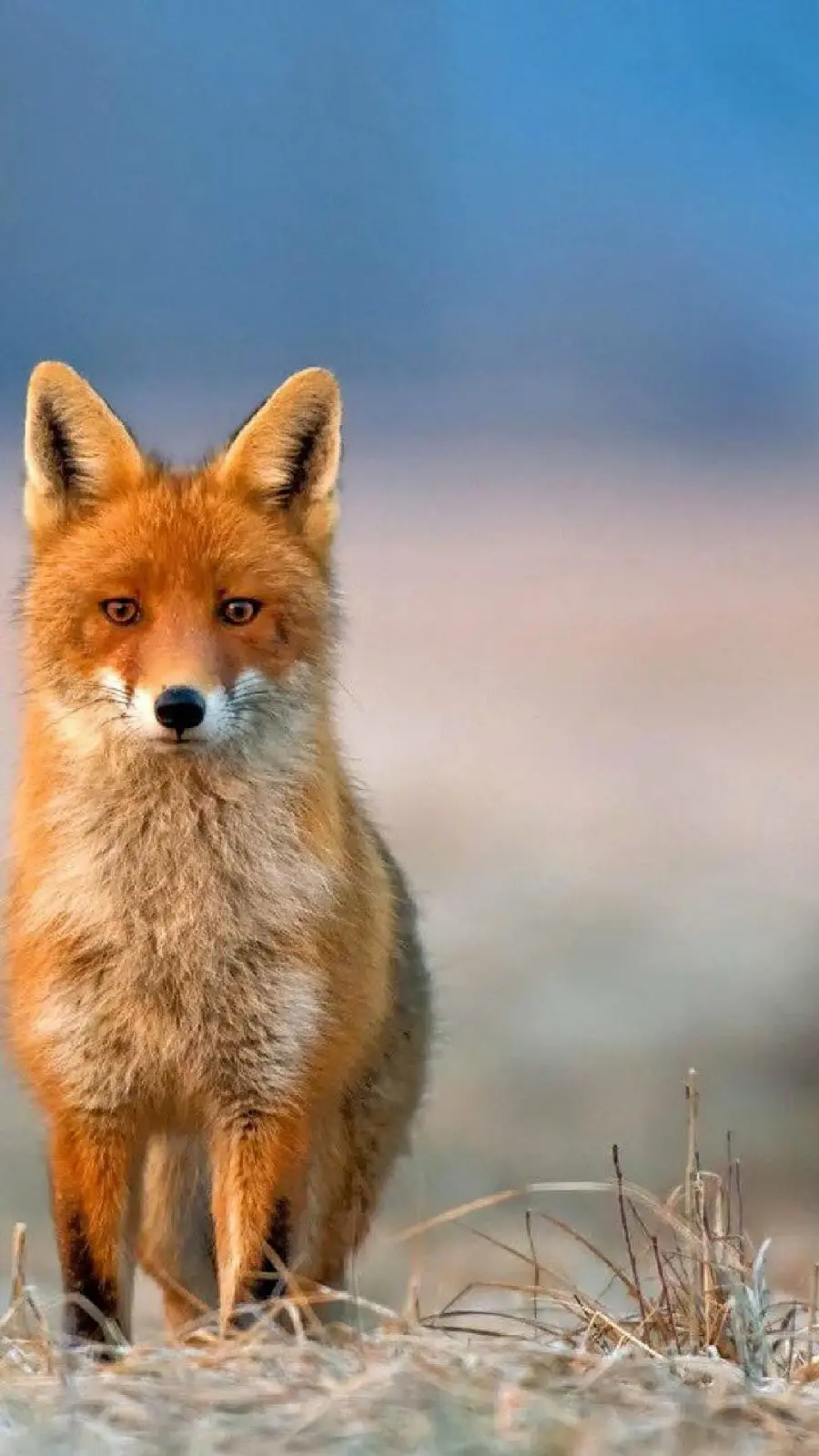 Lonely Fox Wallpaper