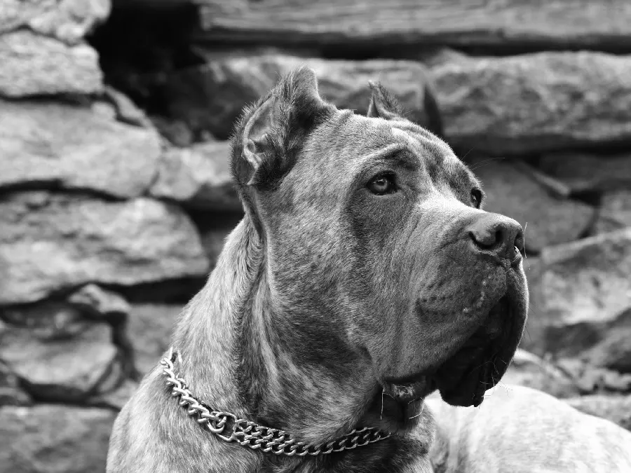 New black and white picture of a scary and terrifying guard dog