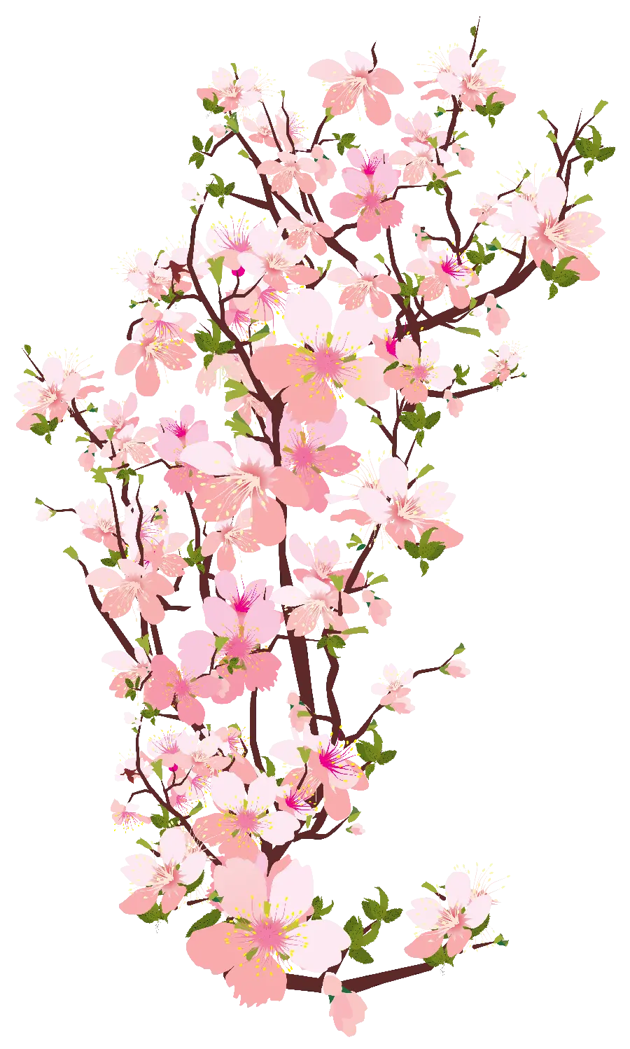 Pink cherry blossom flowers without background png