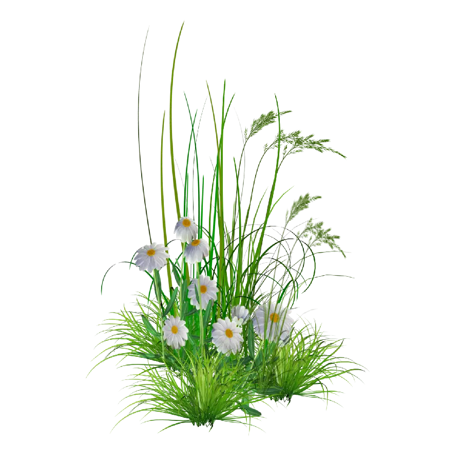 White chamomile flowers png picture with cut out plants