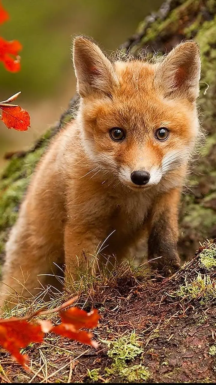 The most beautiful image of a fox cub as a background