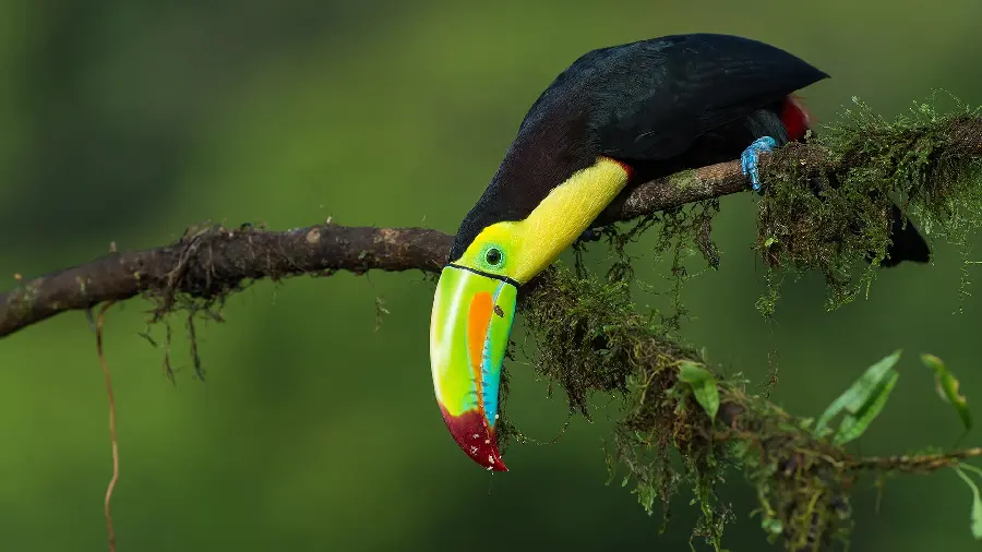 Download full HD quality and large size stock photo of a beakless bird