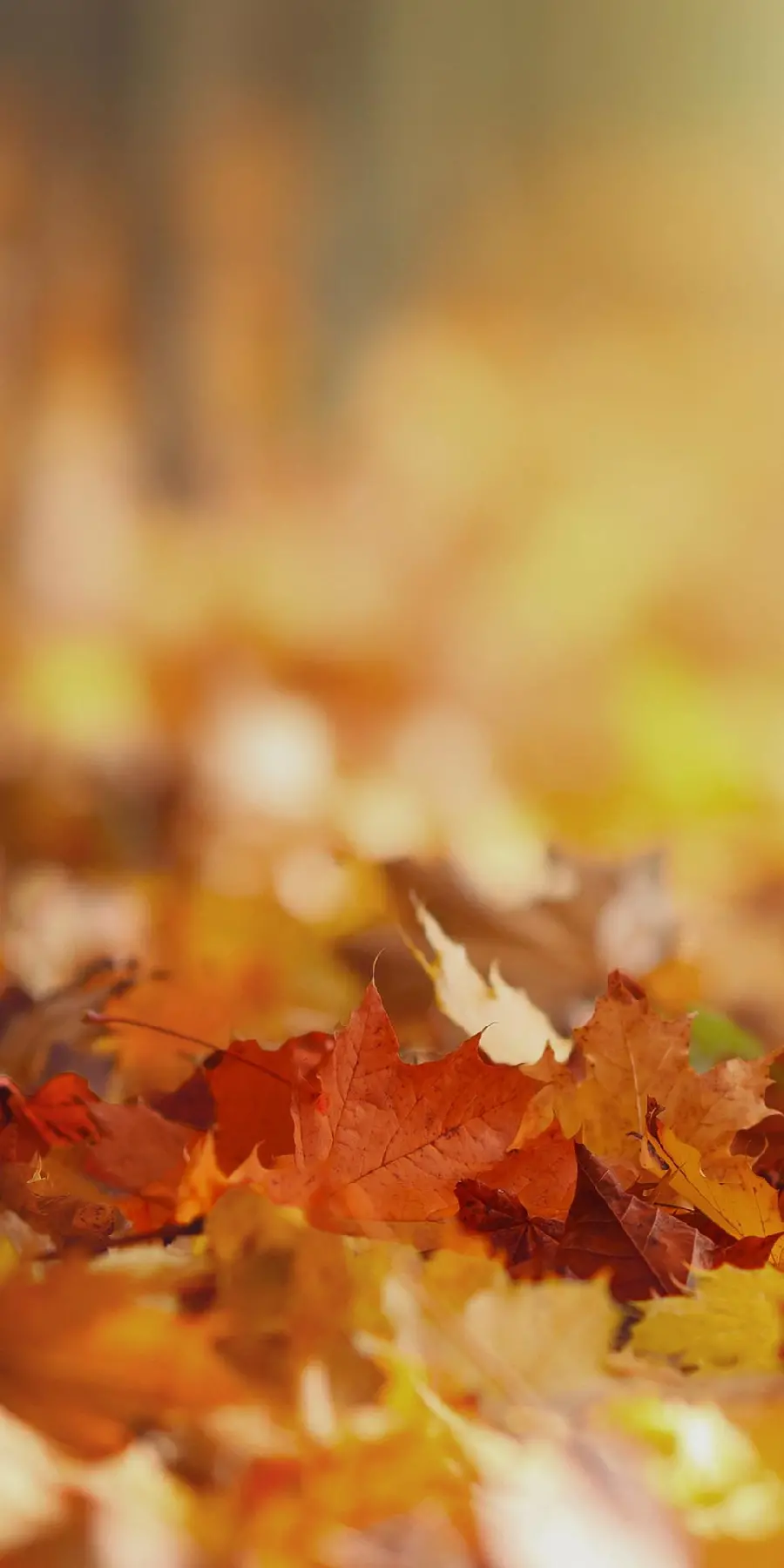 Wallpaper of leaves and background of leaves for mobile phone