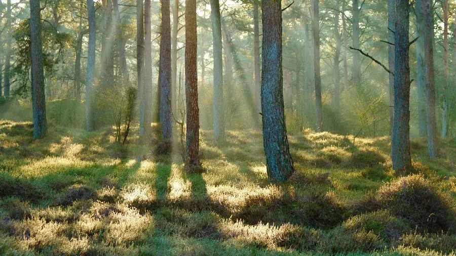 Beautiful image of nature and forest in the beautiful spring season