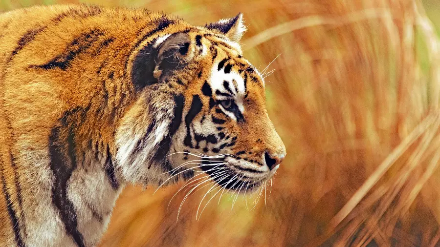 Tiger Profile Picture 4K