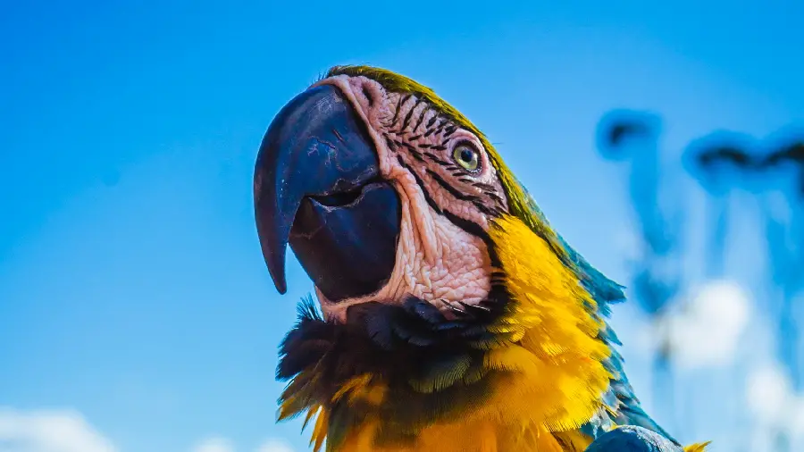 The most beautiful parrot in the world for wallpaper