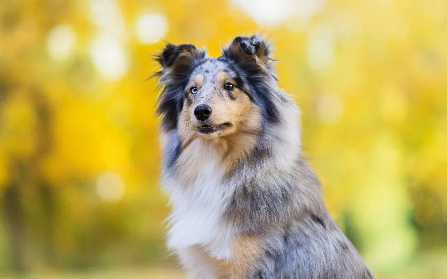 Beautiful and lovely photo of a large Australian Shepherd